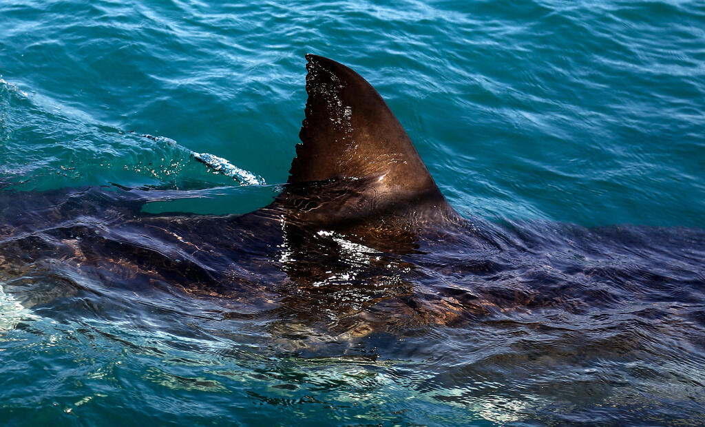 The fin of a great white shark swims in the waters off Gansbaai, South Africa (Photo: Schalk van Zuydam, File/AP) The fin of a great white shark swims in the waters off Gansbaai, South Africa
