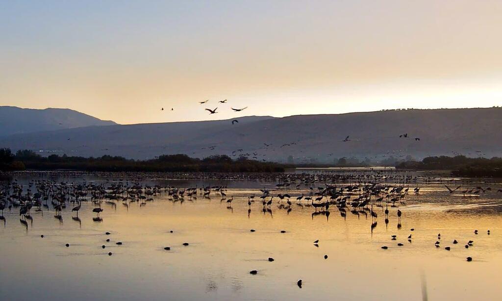 Over 10,000 cranes counted at KKL-JNFs Hula Lake Park as autumn migration reaches full swing 