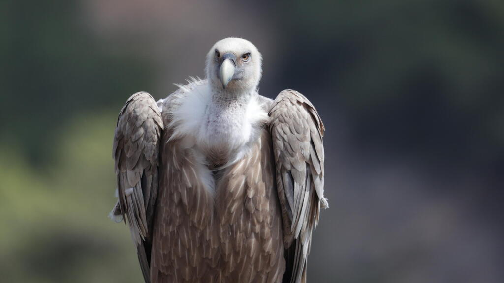 Only 53 active nests of griffon vultures were recorded nationwide in 2026 (Photo: Gad Leyva, volunteer for Israel Nature and Parks Authority) Vulture
