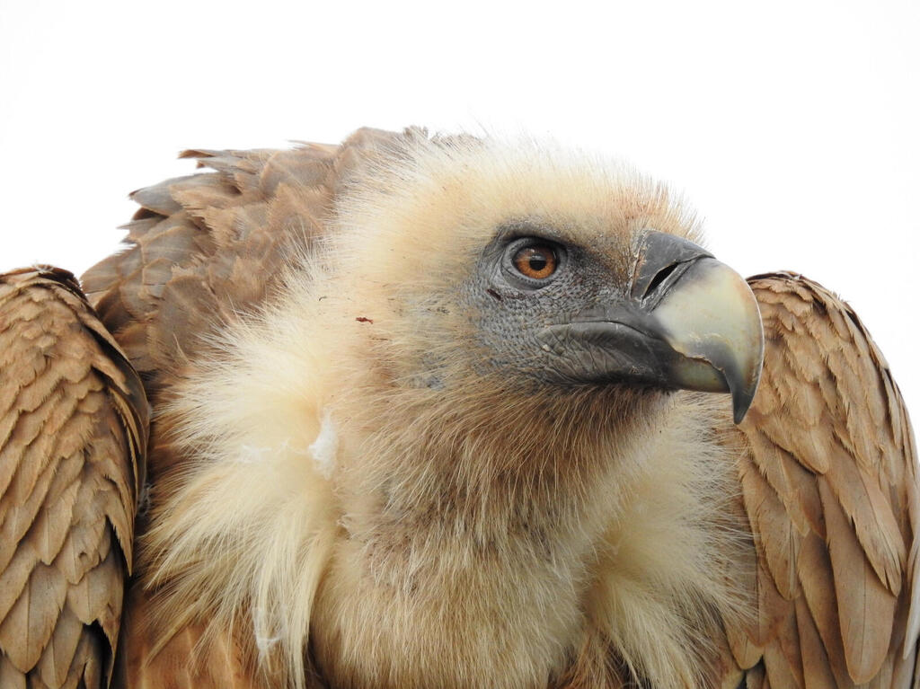 Vulture in Hai Bar Carmel (Olga Rybak/Israel Nature and Parks Authority) Vulture in Hai Bar Carmel