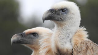 Vultures in Hai Bar Carmel 