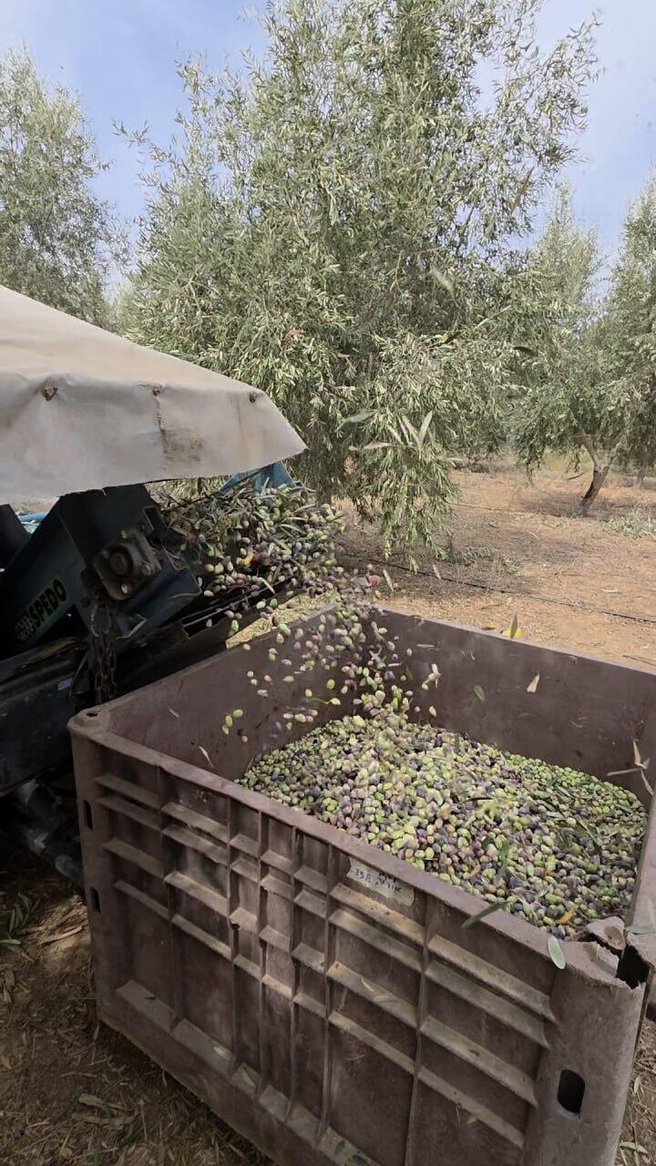 מסיק זיתים באזור קריית גת