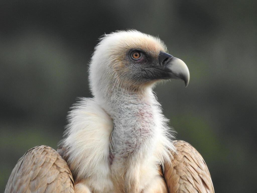 The vulture population in Israel is critically endangered (Photo: Olga Rybak/Israel Nature and Parks Authority) The vulture population in Israel is critically endangered
