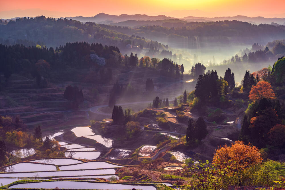 The Hoshitoge rice terraces in Japan's Niigata Prefecture at sunrise (Photo: shutterstock / onemu) טרסות האורז בהושיטוגה שבמחוז ניאיגטה, יפן, בשעת זריחה