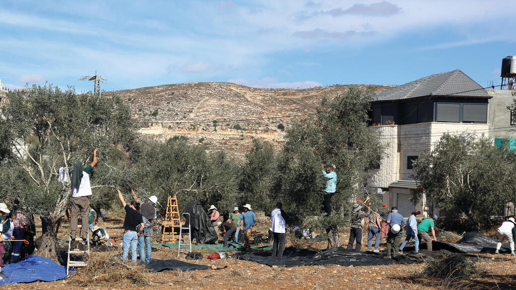 Olive harvest in Jalud this week. 'The children here aren't used to seeing Jews come to help us. There have been four attacks just this week' (Photo: Shaul Golan) המסיק בג'אלוד, השבוע. "הילדים כאן לא רגילים לראות יהודים שבאים לעזור. רק השבוע היו פה ארבע תקיפות"