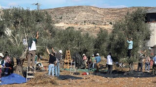 המסיק בג'אלוד, השבוע. "הילדים כאן לא רגילים לראות יהודים שבאים לעזור. רק השבוע היו פה ארבע תקיפות"