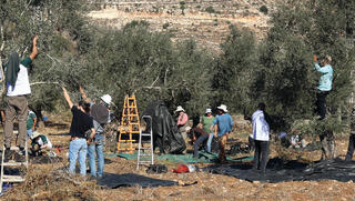 היהודים שבאים מחו"ל להגן על פלסטינים במסיק