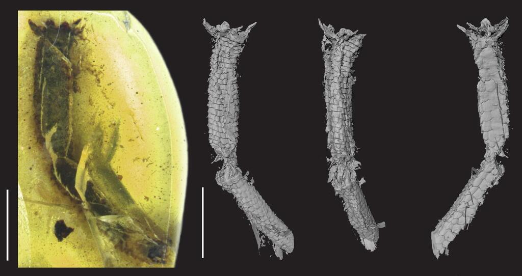 The lizard's tail inside the amber on the left (Photo: Tel Aviv University) זנב הלטאה בתוך הענבר משמאל