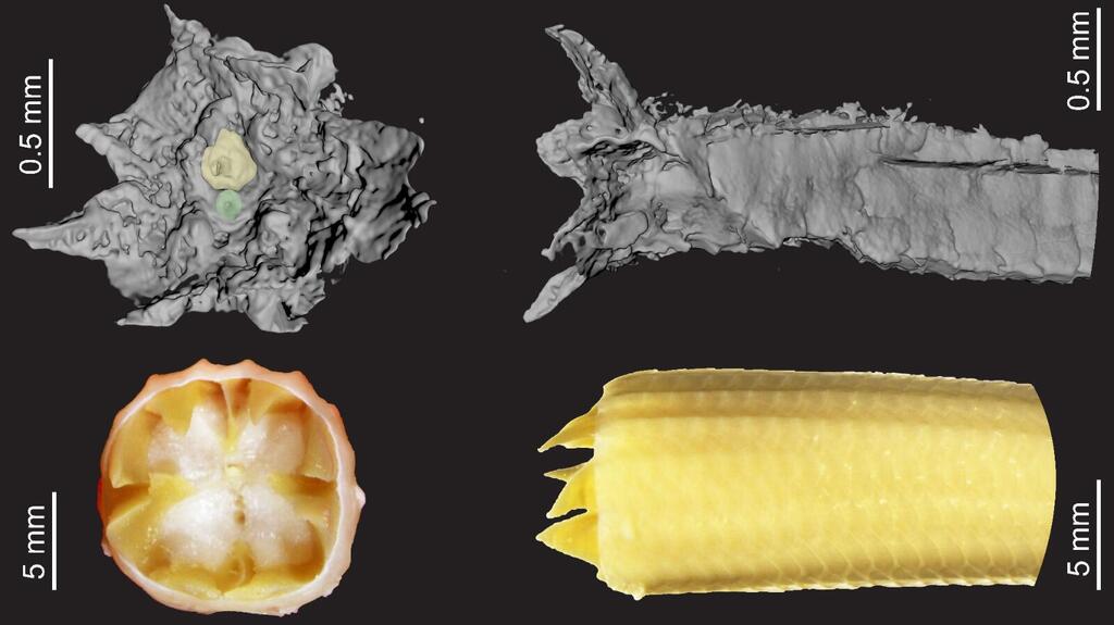 The hallmarks of an eagle's tail (Photo: Tel Aviv University) סימני ההיכר של זנב שנשר