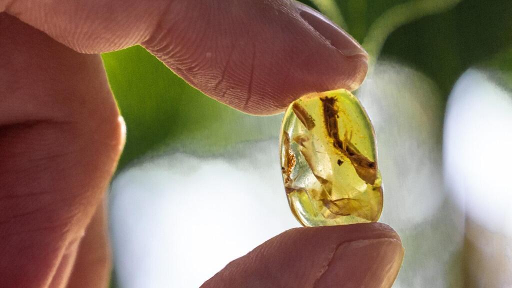 The amber inside which the lizard's tail was preserved (Photo: Tel Aviv University) הענבר שבפתוח השתמר זנב הלטאה