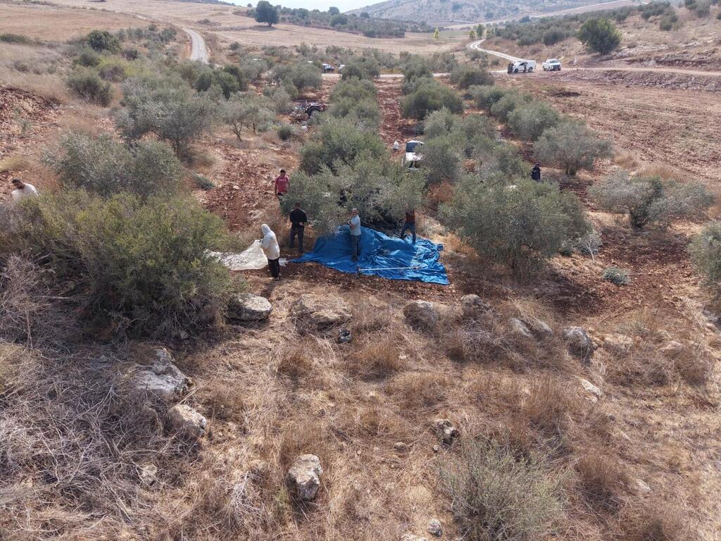 Olive harvest in West Bank coordinated and secured by IDF forces (Photo: IDF) המסיקים המתואמים ביהודה ושומרון