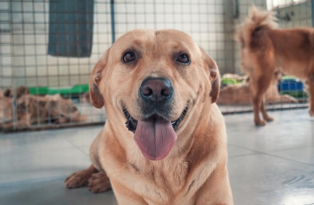 Animal welfare must be protected (Photo: Evgenii Bakhchev, Shutterstock) יש לדאוג לרווחה של בעלי החיים