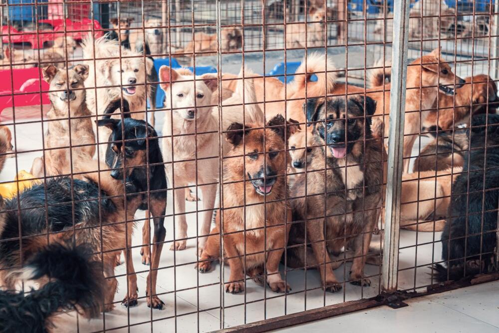 Puppies at an animal shelter (Photo: Evgenii Bakhchev, Shutterstock) גורים בכלבייה