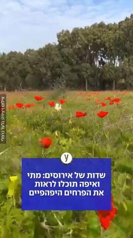 שדות של אירוסים: מתי ואיפה תוכלו לראות את הפרחים היפהפיים