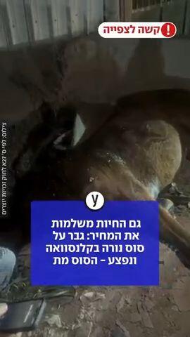 גבר על סוס נורה בקלנסוואה ונפצע. הסוס שלו מת