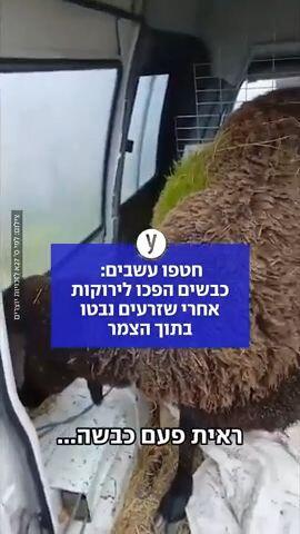 כבשים בספרד הפכו לירוקות