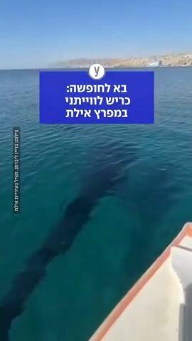 כריש לוויתני נצפה במפרץ אילת 