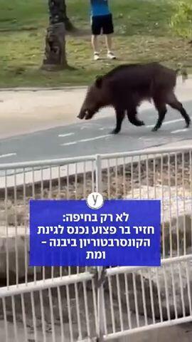 "חשבתי שאני מדמיינת": חזיר בר פצוע נכנס לגינת הקונסרבטוריון ביבנה - ומת
