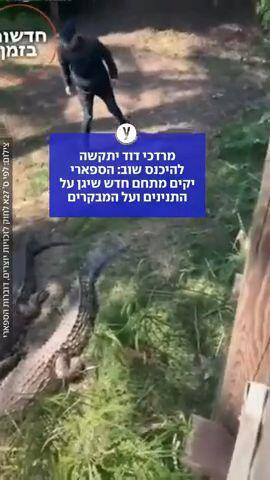 הספארי יקים מתחם שיגן על התנינים והמבקרים