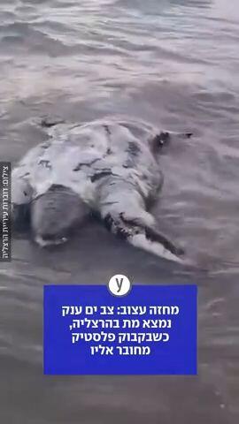 צב ים ענק נמצא מת בהרצליה, כשבקבוק פלסטיק מחובר אליו