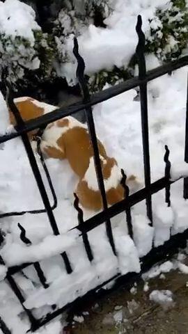 Covered in snow - Brooklyn NY