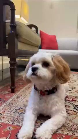 Purim costumes U.S. ambassador