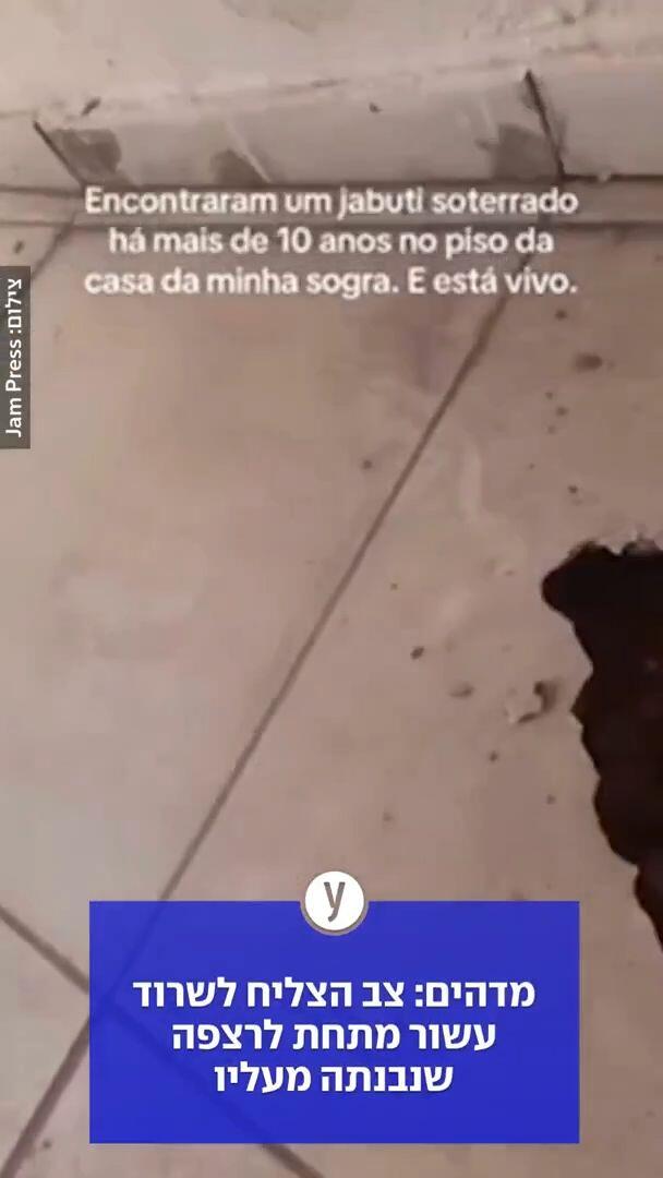 צב חי מתחת לרצפה עשר שנים