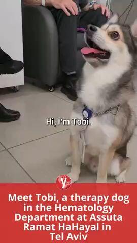 Tobi the therapy Dog