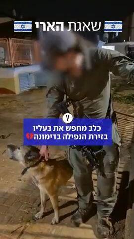 חייל אסף כלב מיילל שחיפש אחר בעליו בזירת הפגיעה