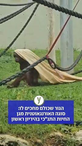 הגור שכולם מחכים לו: סוגה האורנגאוטנית מגן החיות התנ"כי בהיריון ראשון