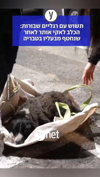 הכלב לאקי, שנחטף מטבריה, אותר ביער כשהוא פצוע; החוטף נעצר