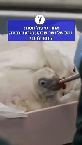 גוזל של נשר הוחזר להוריו