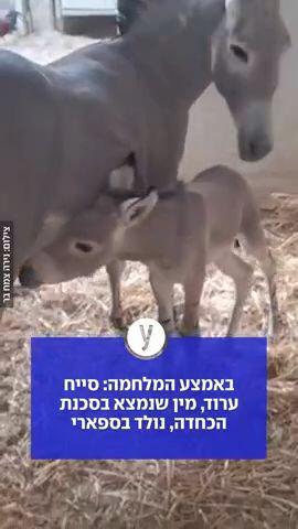 באמצע המלחמה: סייח ערוד, מין שנמצא בסכנת הכחדה, נולד בספארי