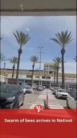 Swarm of bees arrives in Netivot
