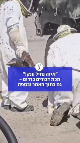 "איזה נחיל ענק!": מכת דבורים בדרום - גם בתוך האמר ובספה