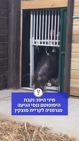 מיני היפו: נקבת היפופוטם ננסי, מין בסכנת הכחדה חמורה, הגיעה מגרמניה לקריית מוצקין
