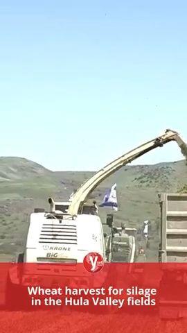 Wheat harvest for silage in the Hula Valley fields