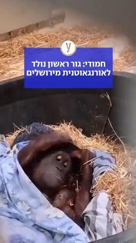 חמודי: גור ראשון נולד לאורנגאוטנית מירושלים