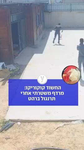 מרדף משטרתי אחרי תרנגול ברהט