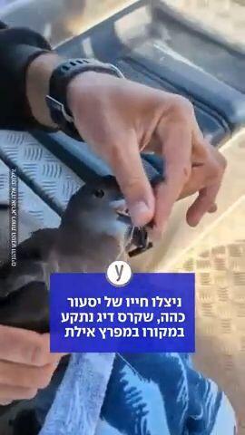 ניצלו חייו של יסעור כהה, שקרס דיג נתקע במקורו במפרץ אילת