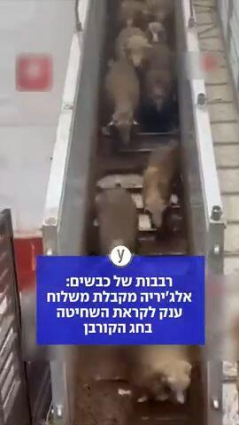 ייבוא של כבשים הגיע לאלג'יריה שנערכת לקראת השחיטה בחג הקורבן 