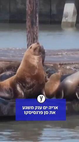 אריה ים ענק משגע את סן פרנסיסקו