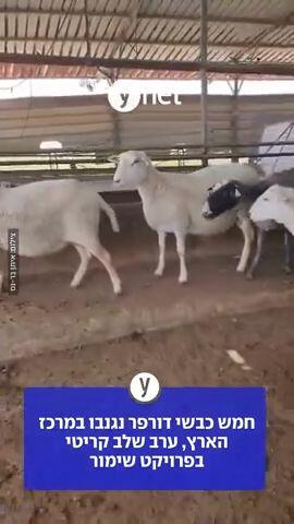 חמש כבשי דורפר נגנבו במרכז הארץ, ערב שלב קריטי בפרויקט שימור