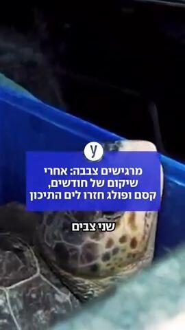 מרגישים צבבה: אחרי שיקום של חודשים, קסם ופולג חזרו לים התיכון