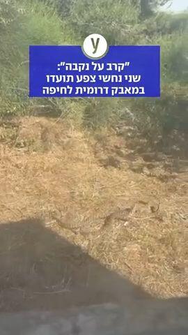 נחשי צפע תועדו בחיפה