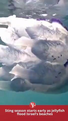 Jelly fish in Israel