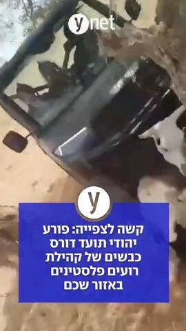 קשה לצפייה: פורע יהודי תועד דורס כבשים של קהילת רועים פלסטינים באזור שכם