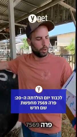 לכבוד יום הולדה ה-20: פרה 7569 מחפשת שם חדש