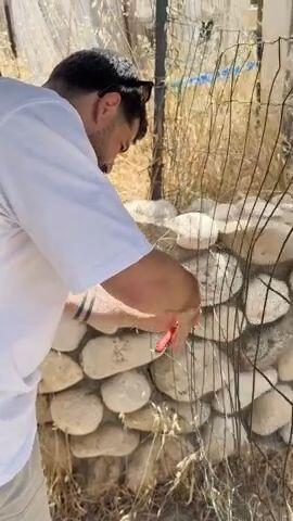 ןעוט... ןעוט...