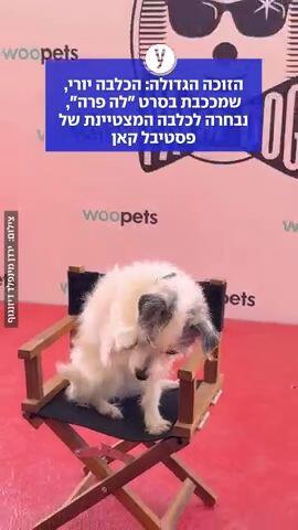 הזוכה הגדולה: הכלבה יורי
